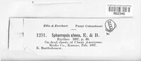 Aplosporella ulmea image